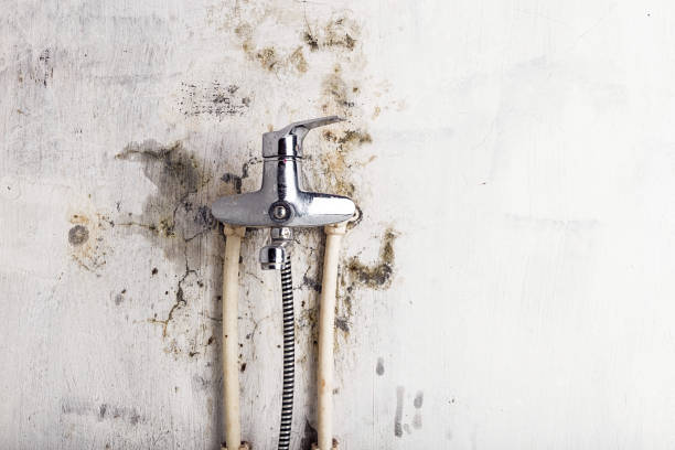 Best Black Mold Removal  in Kendall, FL