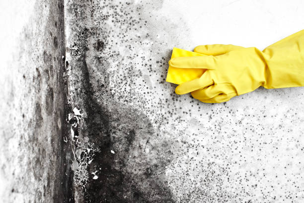 Best Residential Mold Removal  in Kendall, FL