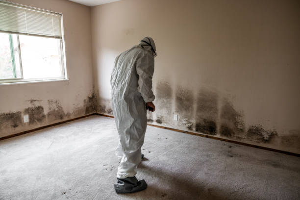 Best Attic Mold Removal  in Kendall, FL